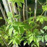 Cyclanthera pedata 葉