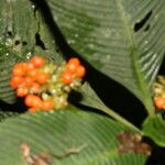 Notopleura polyphlebia Fruto