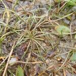 Littorella uniflora Leaf