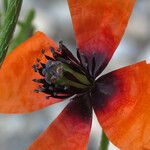 Papaver argemone Kvet