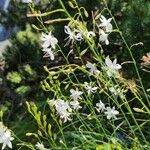 Anthericum ramosum花