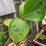 Medinilla speciosa 葉