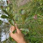 Quercus nigra Leaf