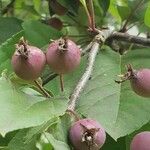 Malus pumila Fruit