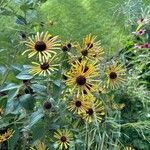 Rudbeckia subtomentosa Floare