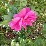 Rosa rugosa Blüte