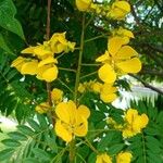 Senna spectabilis Virág