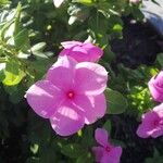 Catharanthus roseus Flower