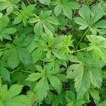 Potentilla thurberi Leaf