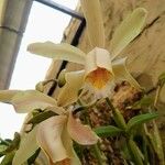 Cattleya forbesii Flower