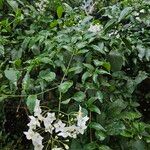 Solanum laxum عادت
