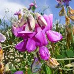 Lathyrus vestitus Flower