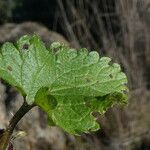 Stachys arvensis Blatt