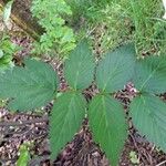 Rubus fraxinifolius Hoja
