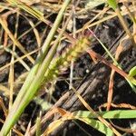 Setaria verticillata Blüte