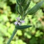 Silene gallica ᱵᱟᱦᱟ