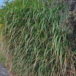 Miscanthus × longiberbis 葉