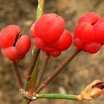 Ephedra distachya Fruit