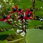 Clerodendrum trichotomum Gyümölcs