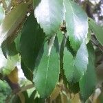 Quercus glauca Leaf