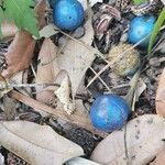 Elaeocarpus angustifolius Fruit