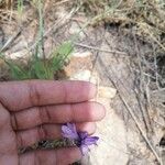 Dipterostemon capitatus Flower