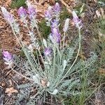 Oxytropis splendens Kvet