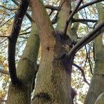 Karpatiosorbus latifolia 樹皮