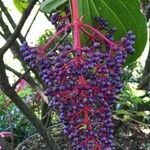 Medinilla magnifica Fruit