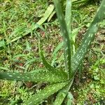 Aloe officinalisYaprak