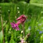 Silene dioicaFlower