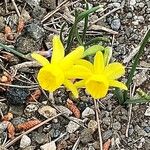 Narcissus gaditanus Flower