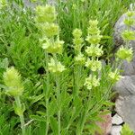 Sideritis hyssopifolia Hábito