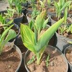 Canna glaucaЛіст