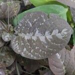 Pseuderanthemum alatum Hoja