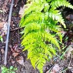 Asplenium onopteris List