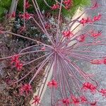 Brunsvigia orientalis Flower