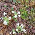 Galeopsis segetum Flower