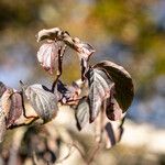 Cornus walteri Leaf