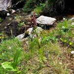 Pedicularis recutita Folla