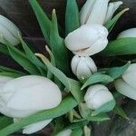 Galanthus elwesii Flower