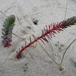 Euphorbia paralias موطن