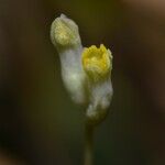 Burmannia capitata Flower