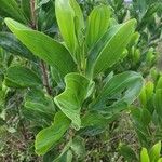 Acacia mangium Leaf