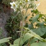 Solanum abutiloides Λουλούδι