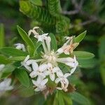 Pimelea linifolia Cvet