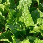 Beta vulgaris 叶