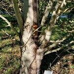 Populus tremuloides Bark