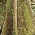 Pouteria engleri 樹皮