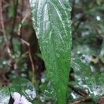Mimulopsis glandulosa Hoja